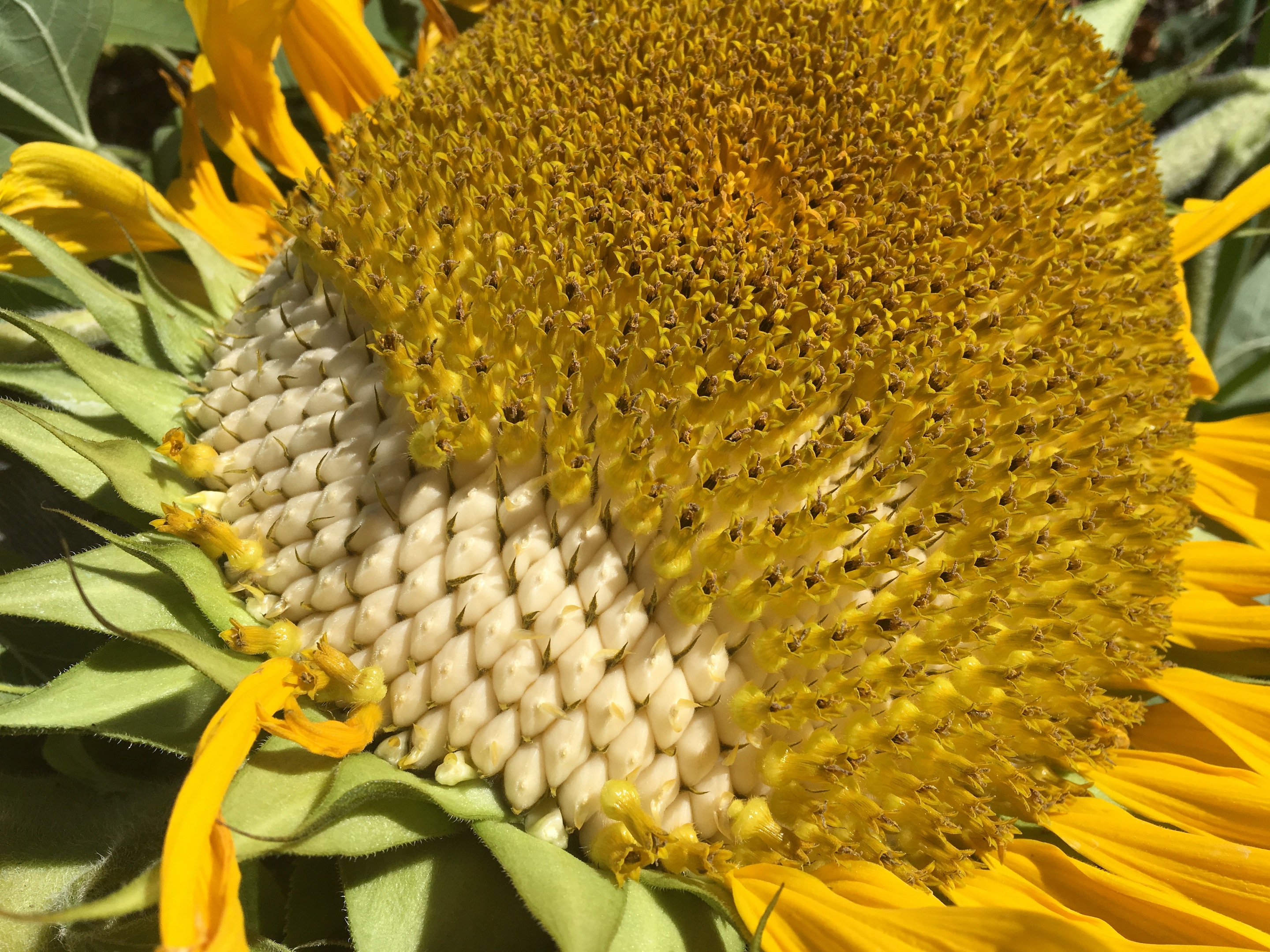 What Does The Center Of A Sunflower Look Like