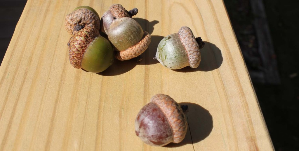 1569_sm_acorns