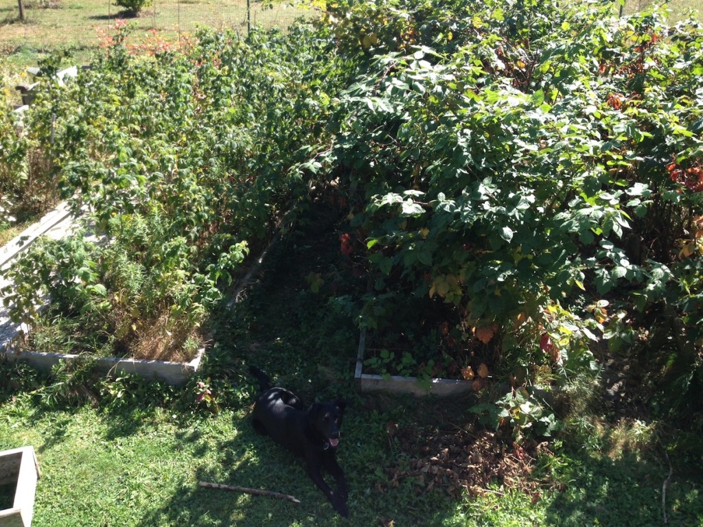 The two original raised beds: blackberries on the right, raspberries on left