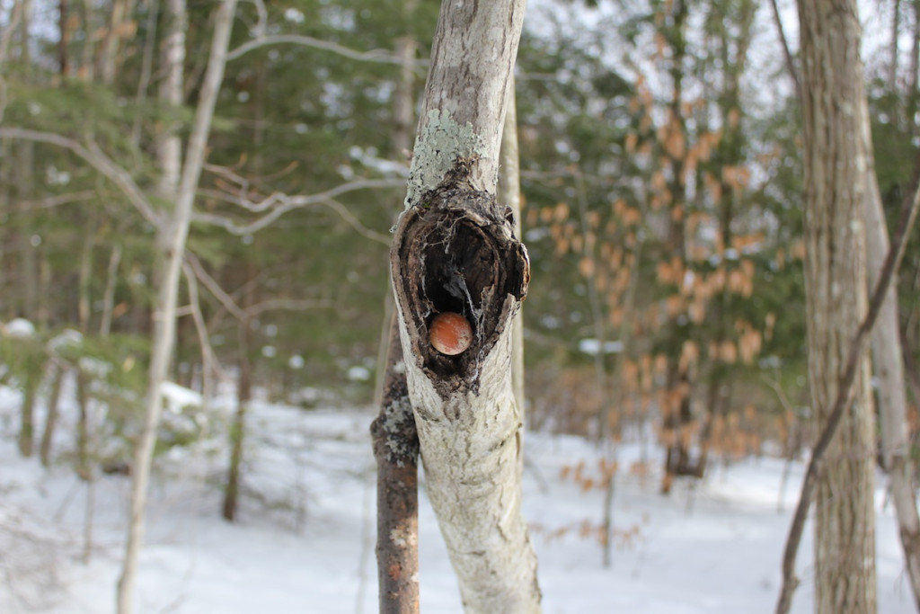 © J.N. Urbanski 2.30pm Acorns stashed in a hole in a tree