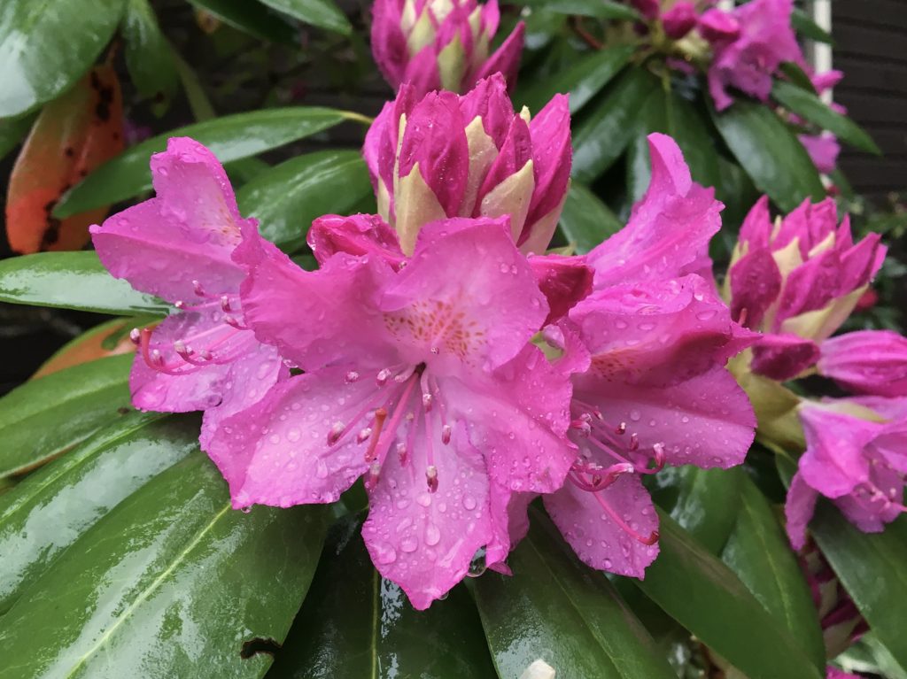 Daily Catskills Rainy Rhododendron